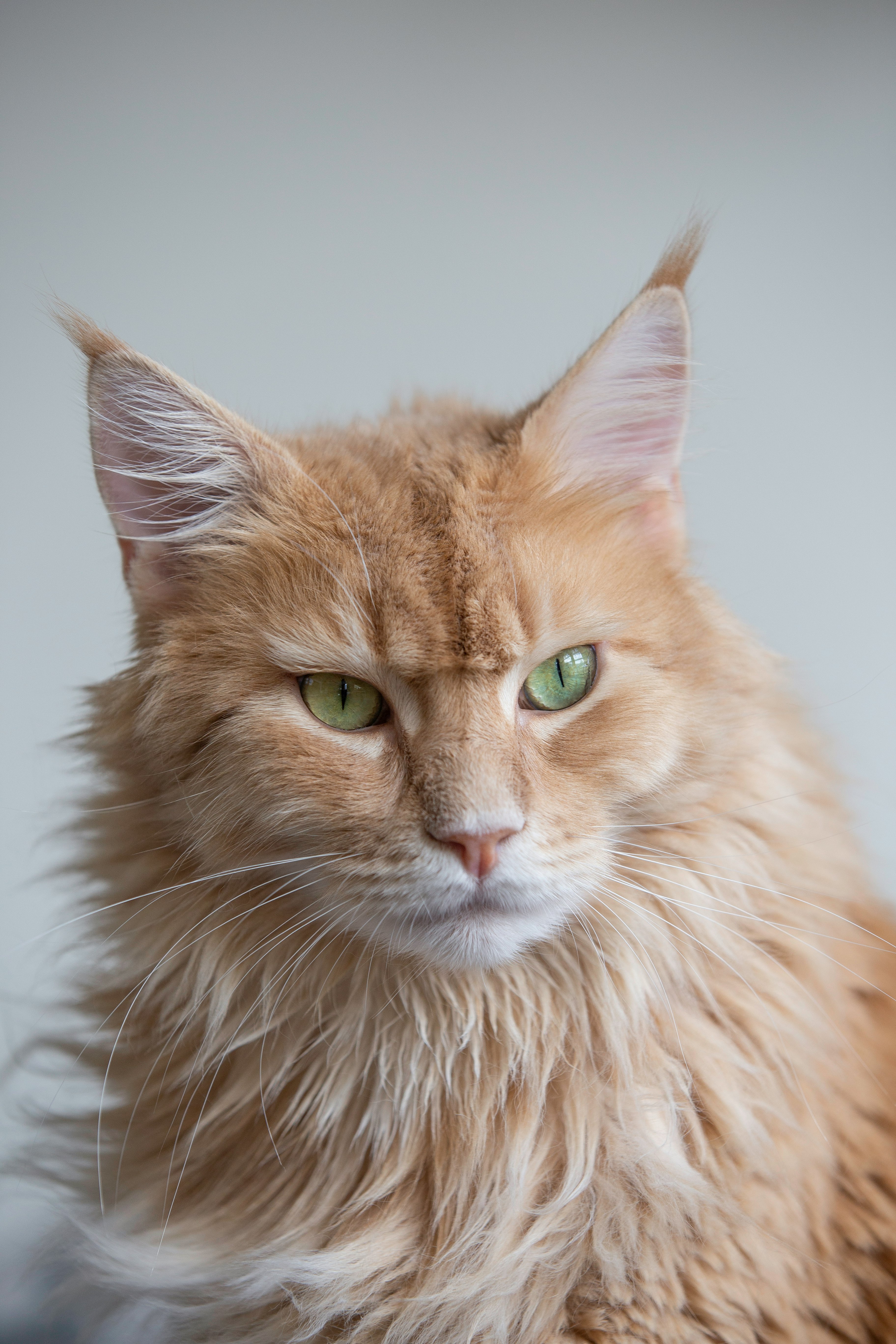 shallow focus photo of orange cat